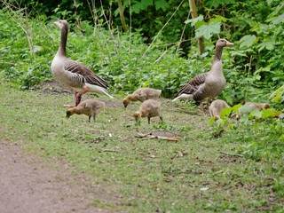 Gänseeltern mit Nachwuchs