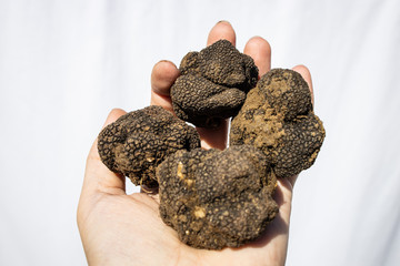 Man holding mushrooms black truffles on white background
