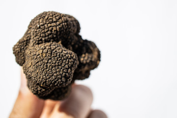 Man holding mushroom black truffle on white background