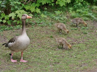Gans mit Nachwuchs 