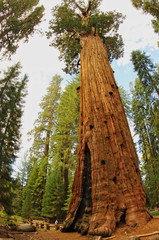 General Sherman Tree, Sequoia National Park, California