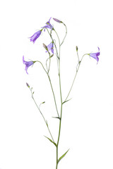 Delicate Purple  Spreading Bell flower (Campanula patula) with flowers and buds. Isolated on a white background