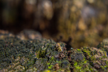 Macrophotograph of the bark of a tree, which has lichens and fungi attached to its skin.
