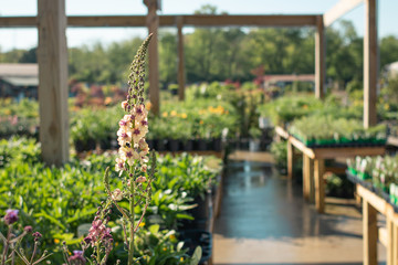 Flower Spikes