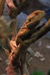 lizard on the tree