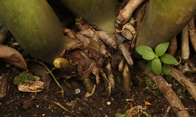 young plant in the ground