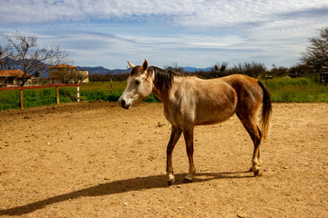 horse in a dirt field