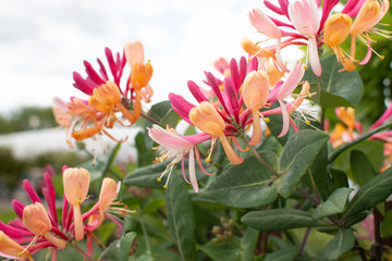 Honeysuckle 