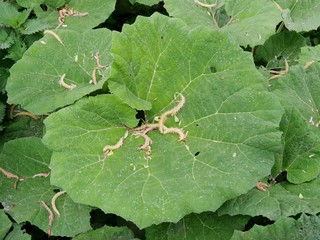 Huflattich mit Blütenstaub