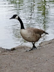 Gans watschelt am Seeufer