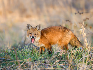 American Red Fox Kit Standing in the Grass with Open Mouth in Early Morning Light, Portrait