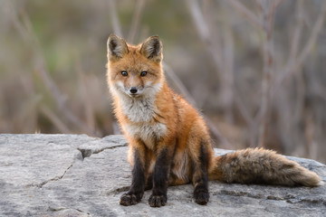 American Red Fox Kit Siting on Rock,Portrait