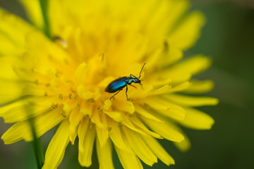 Colorful Foliage Ground Beetle on Dandelion Flower
