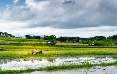 Rice plantation with buffalo and working man with traditional tools. Cloudy sky