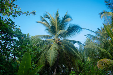 palm and coconut