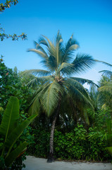 Obraz premium palm and coconut