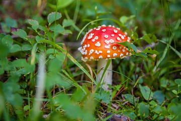 Red fly agaric (Amanita muscaria) on the background of the forest. Red amanita mushroom in the grass.