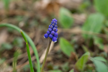 Grape Hyacinth Flowers in Springtime