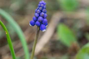 Grape Hyacinth Flowers in Springtime