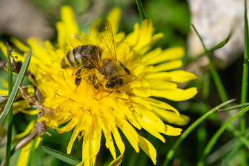 Honeybee on Dandelion Flower in Springtime