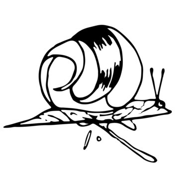 Crawling snail with a house in doodle style. Shell painted in a hand drawing style. Cute linear character for design and a children's book.