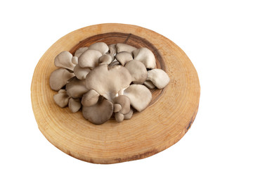 oyster mushroom on a wooden board