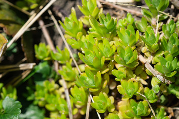Gold Moss Stonecrop Leaves in Springtime