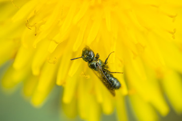 Small Carpenter Bee on Dandelion Flower