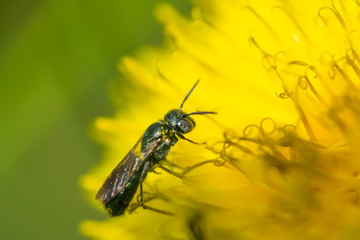 Small Carpenter Bee on Dandelion Flower