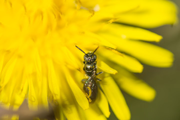 Small Carpenter Bee on Dandelion Flower