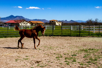 Fototapeta na wymiar Young Arabian horse prancing in a pen on a horse ranch.