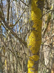 Natural Gray Old Tree Bark with lush Green Moss and Lichens .