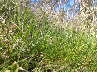 Beautiful green grass texture background