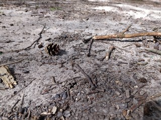 pine cones fallen on the ground in the forest.