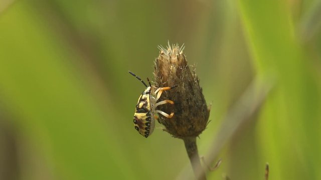 Pentatomidae beetle, Shield bugs sit in dry leaf, macro view in wildlife, of insects belonging to order Hemiptera, generally called shield bugs or stink bugs