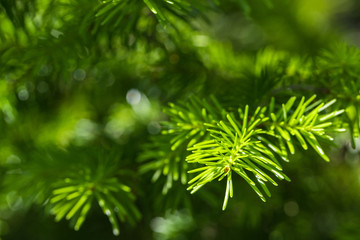 young soft needles of the tree