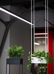 Decorative plants in modern pots decorating office interior