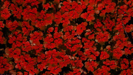 Background from dark red small expressionless flowers.