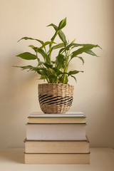 Learning/growth concept/decoration of a houseplant over a pile of books vertical