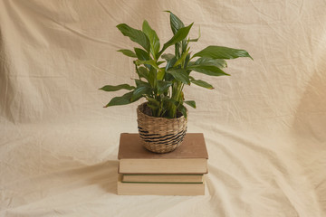 Learning/growth concept/decoration of a houseplant over a pile of books horizontal