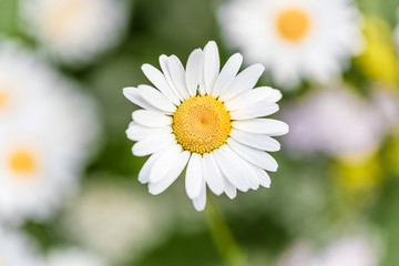 Fototapeta premium Daisies in the field close-up in summer