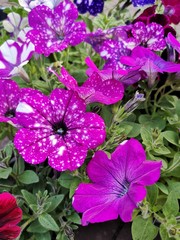 Petunia Surfinia purple. Vibrant purple white and pink surfinia flowers or petunia. Petunia like night sky.