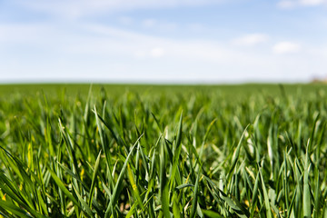 Young wheat seedlings growing on a field in a black soil. Spring green wheat grows in soil. Close up on sprouting rye on a agriculture field in a sunny day. Sprouts of rye. Agriculture.