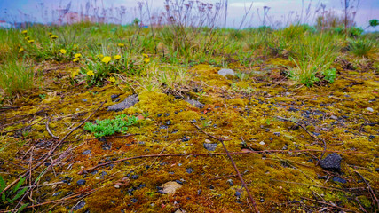green moss grows next to the lawn ground