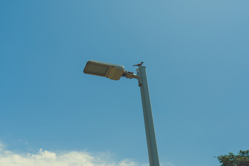 A bird sits on a city lighting lamp on a sunny spring day.