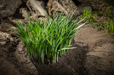 Green grass first spring shoots.