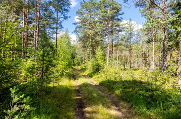 Summer sunny day in the green forest