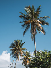 Fototapeta na wymiar Tropical palm trees.