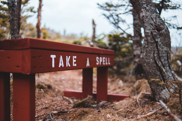 wooden bench in the forest of chance cove, newfoundland, canada