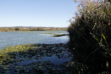 Lake, Breitungen Lake, Nature reserve, Breitungen, Thueringen, Germany, Europe